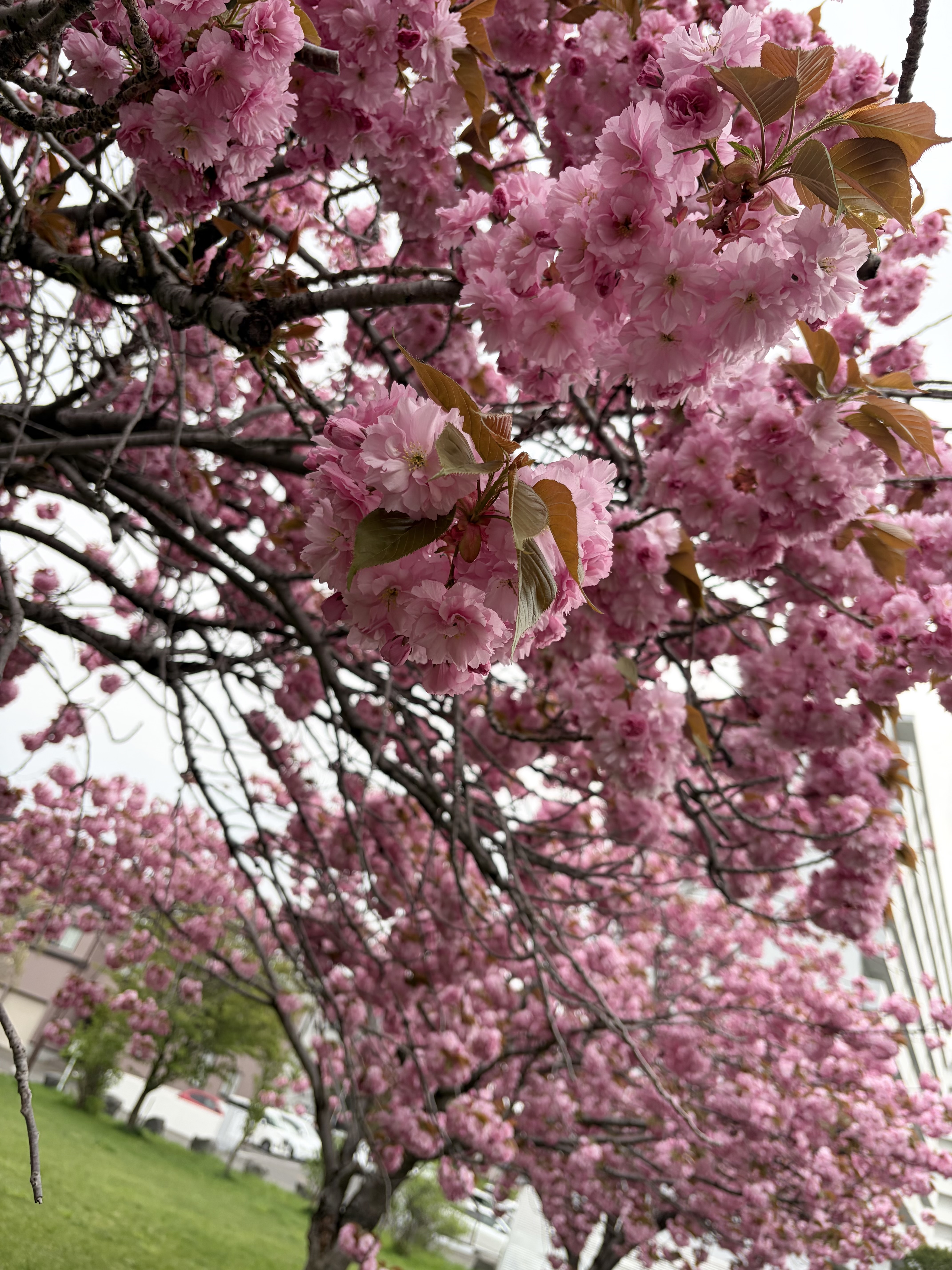 ボンボン桜