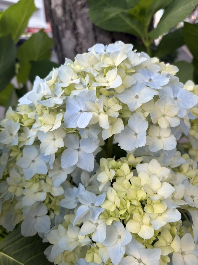 紫陽花